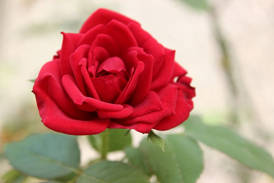 rose, red, flower, romantic, nature, garden, petals, valentine HD wallpaper