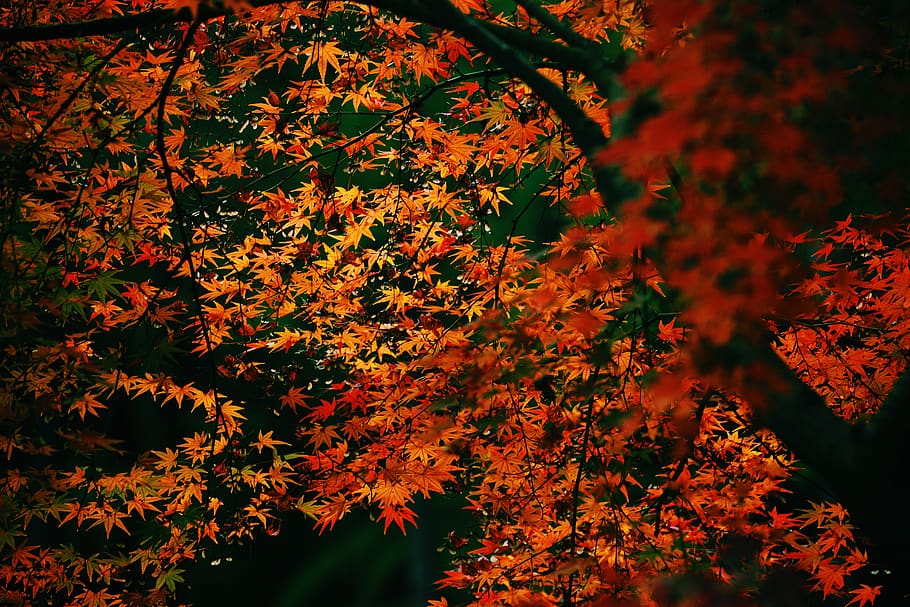 orange-leafed tree, plant, beauty in nature, autumn, change, plant part HD wallpaper