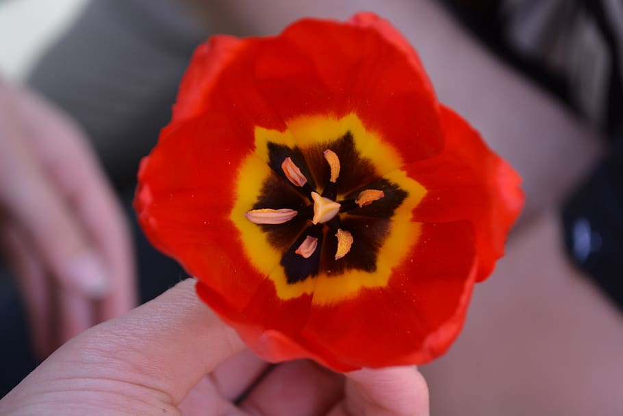 flower, red, bright, poppy, tulip, plant, nature, human hand HD wallpaper