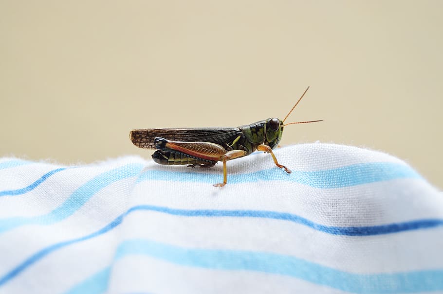 grasshopper, cricket, insect, nature, outdoor, cloth, animal themes HD wallpaper