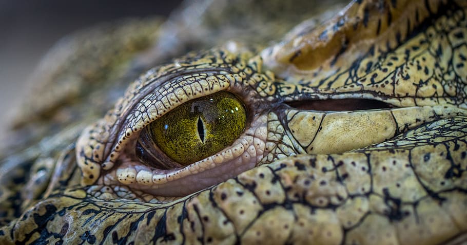 crocodile, eye, nature, reptile, animal themes, animals in the wild HD wallpaper