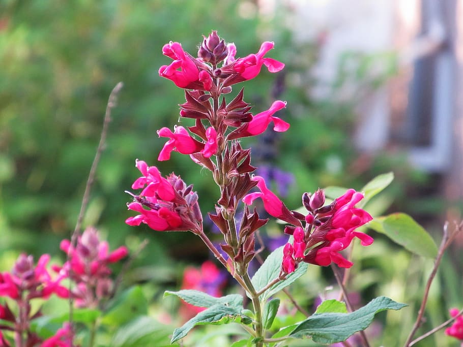 flower, flowering plant, fragility, vulnerability, pink color HD wallpaper