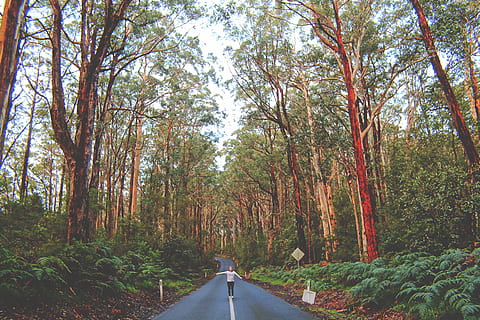 australia, cape otway, forest, victoria, travel, unsplash filter HD wallpaper