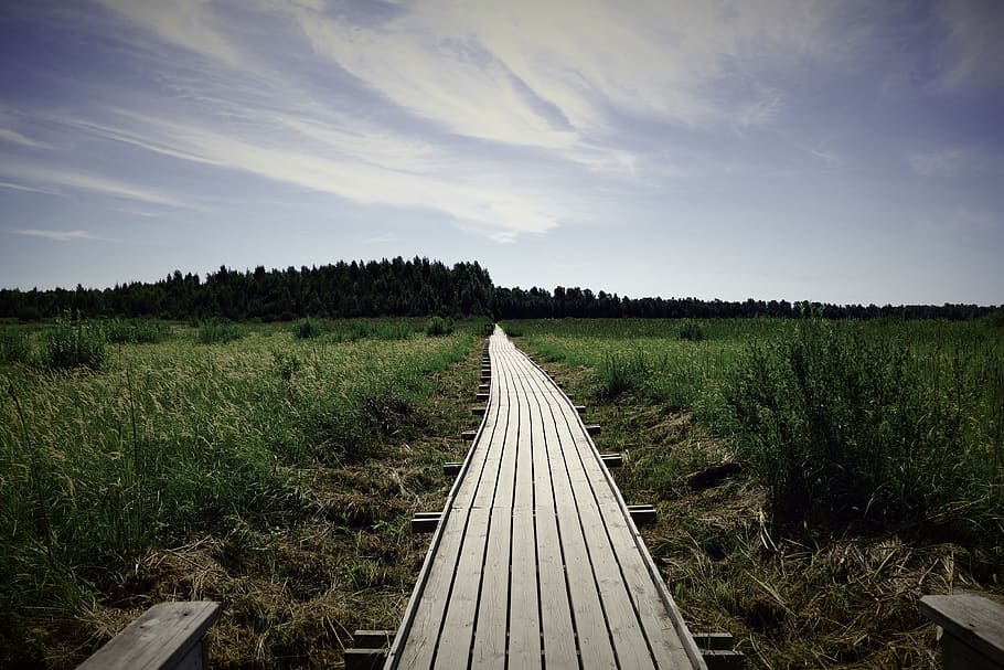 away, path, boardwalk, wood, nature, hiking, road, go, zen HD wallpaper