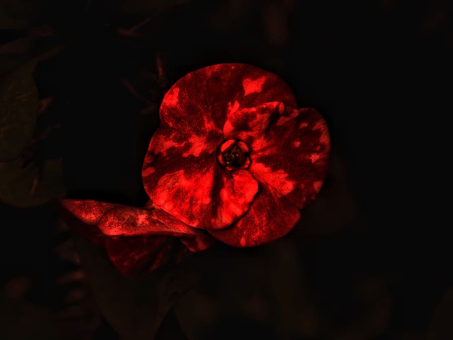 red, freshness, close-up, petal, beauty in nature, plant, flower HD wallpaper