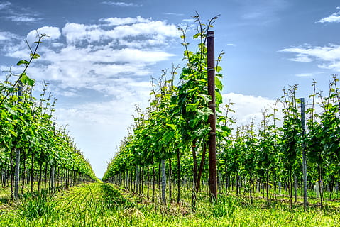 vineyard, grapevine, wine, winemaker, wingert, nature, bright HD wallpaper