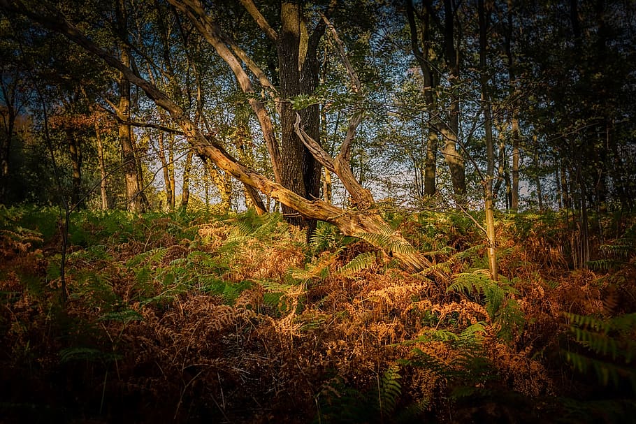 wood, dead, tree, old, landscape, forest, branches, decay, plant HD wallpaper