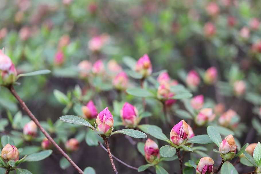 flowers, spring, nature, plants, summer, macro, beauty, season HD wallpaper