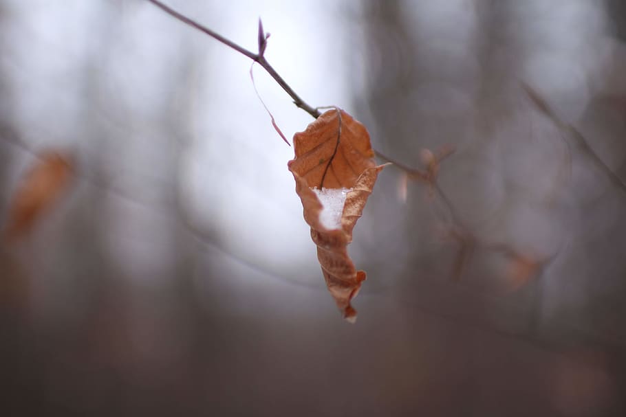 close-up photo of dried leaf, plant, tree, invertebrate, animal, HD wallpaper