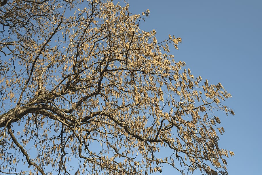 tree, plant, tree trunk, prague, czech republic, trees, sky HD wallpaper