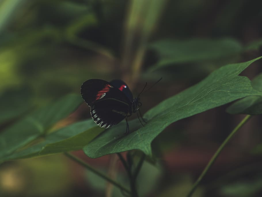 norway, oslo, leaf, botanical, plants, butterfly, insect, creature HD wallpaper