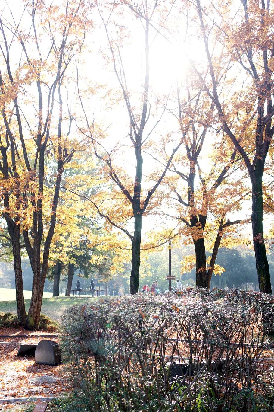 autumn, japan, trees, fall, tokyo, seasons, plant, nature, growth HD wallpaper