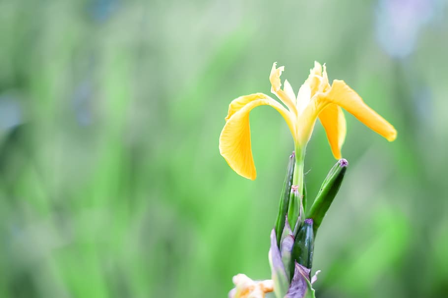 flower, con2011, nature, flowering plant, vulnerability, fragility HD wallpaper