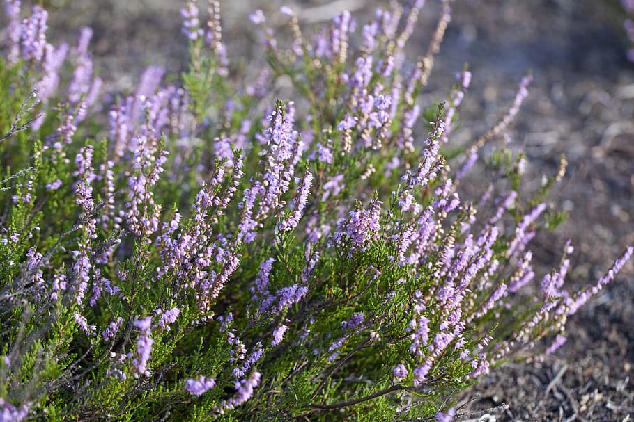 heather, heathers, pink, violet, autumn, in the fall, garden HD wallpaper
