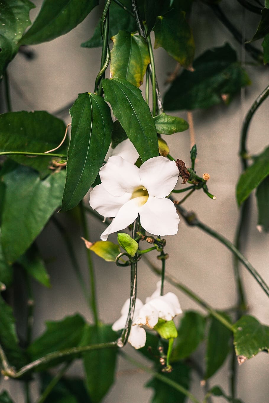 White Petaled Flowers in Bloom, blooming, botanical, bright, close-up HD wallpaper