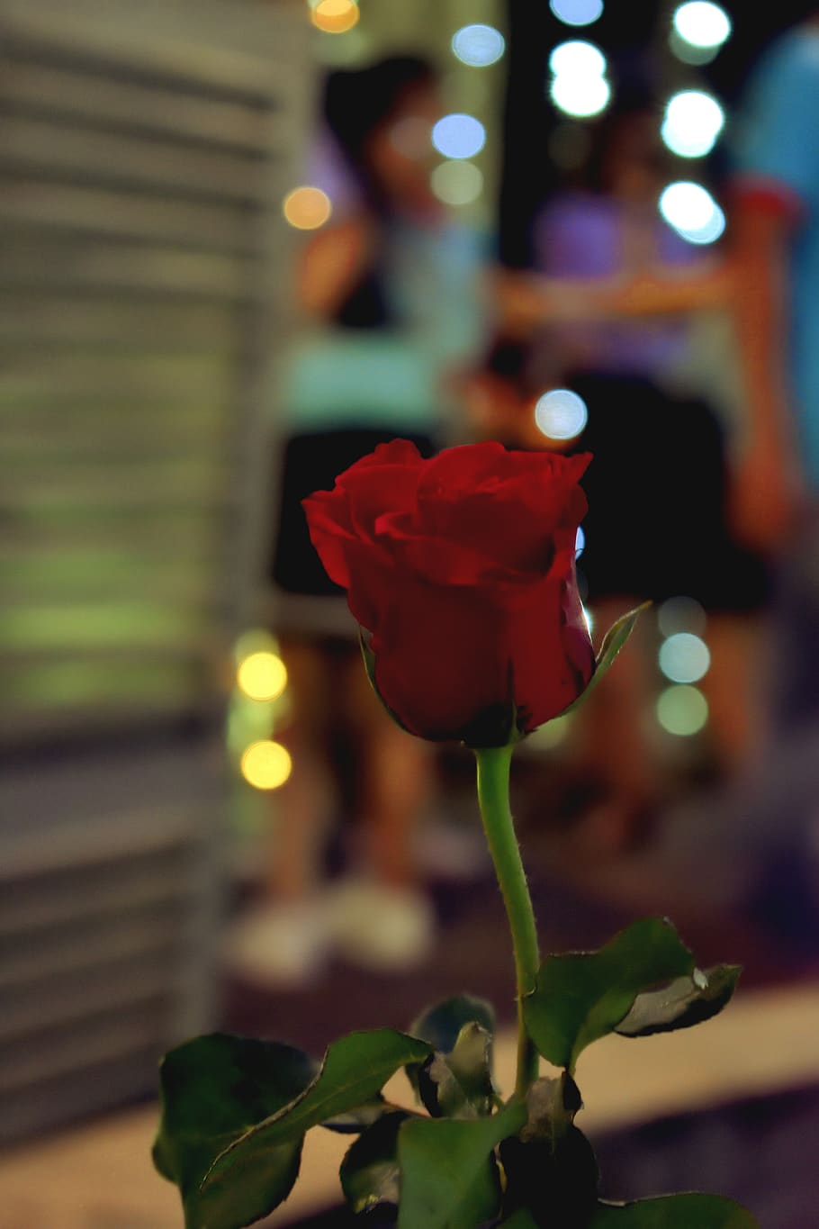 roses, bokeh, nice, candles, light, night, party, flowering plant HD wallpaper