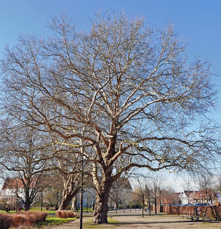old plane tree, february, castle park, steinfurt, münsterland