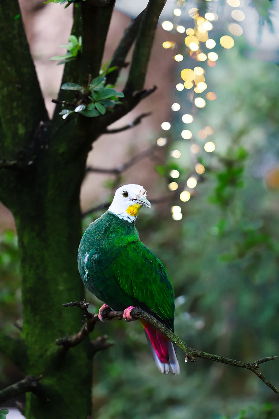 Green pigeon 1080P, 2K, 4K, 5K HD wallpapers free download | Wallpaper Flare