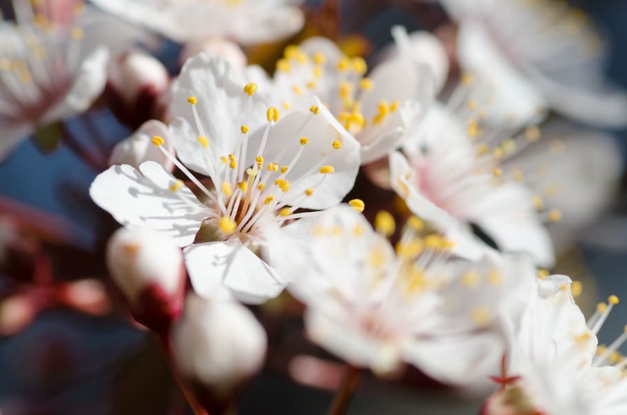 white flower, flowering plant, freshness, beauty in nature, fragility HD wallpaper