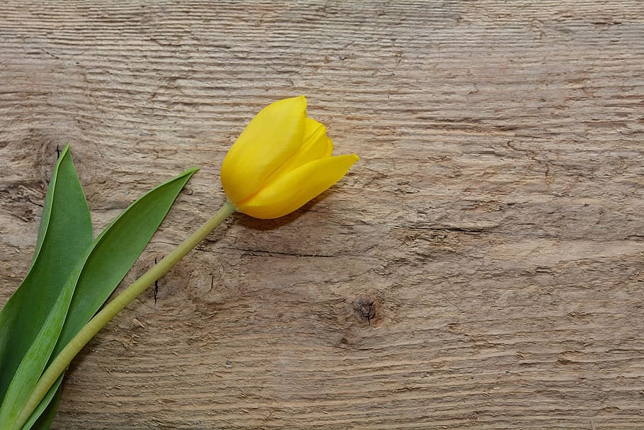 bloom, blooming, nature, garden, flower, fragrance, tulip, yellow HD wallpaper