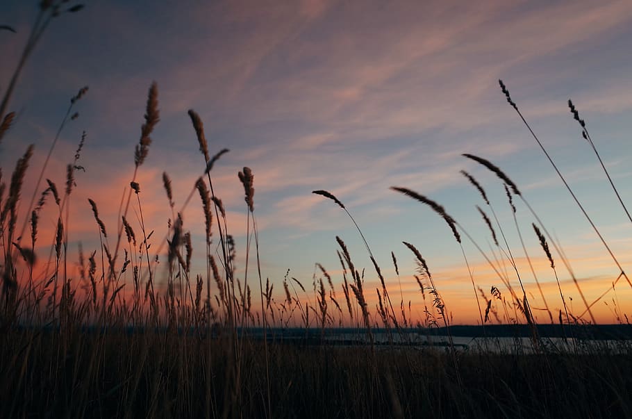 brown grass, plant, lawn, reed, nature, sky, bird, animal, sunset HD wallpaper