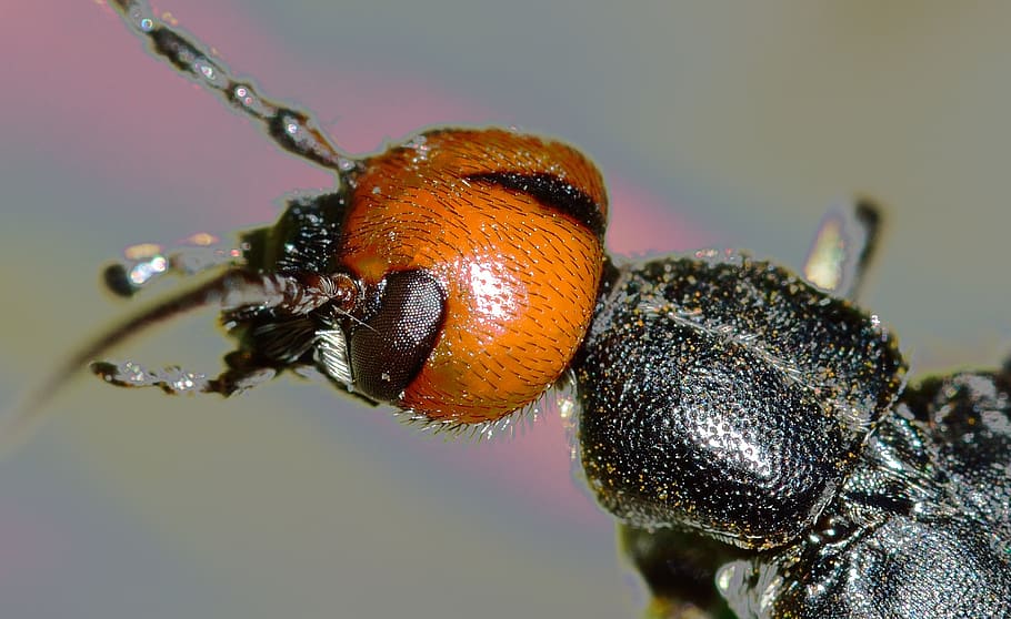 Black and Brown Insect, beetle, closeup, insects, animal themes HD wallpaper