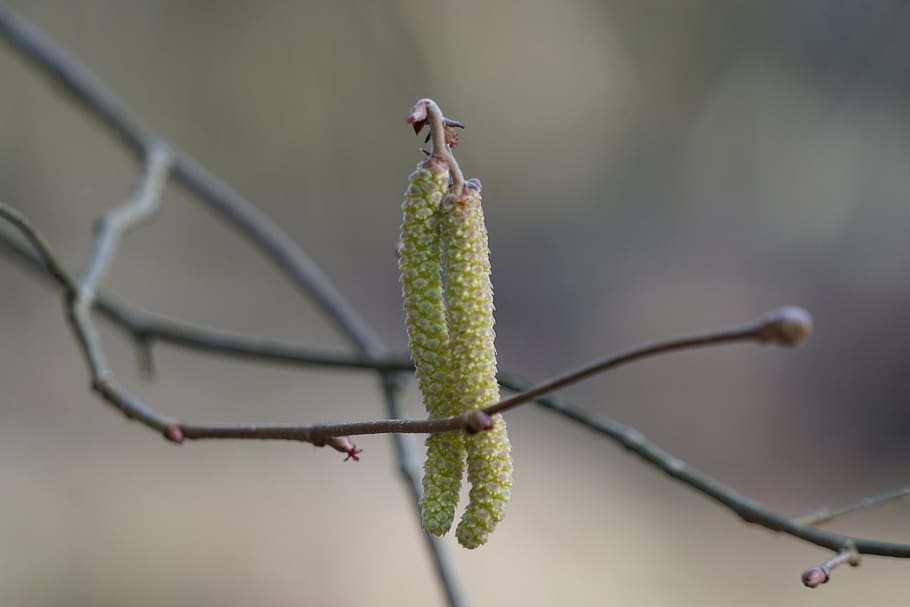 hazel flower, plant, spring, pollen, focus on foreground, close-up HD wallpaper