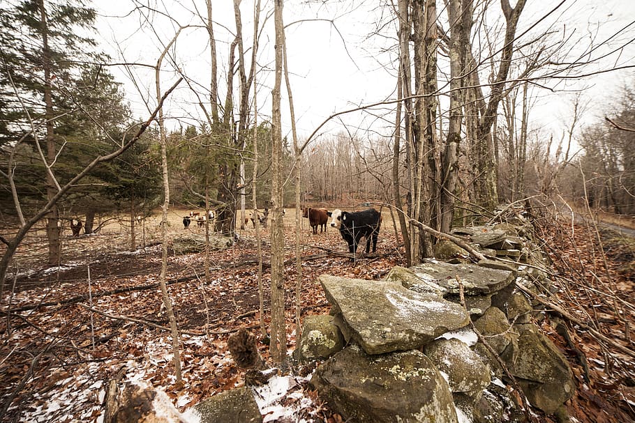 nature, cows, wallpaper, tree, animal, animal themes, domestic HD wallpaper