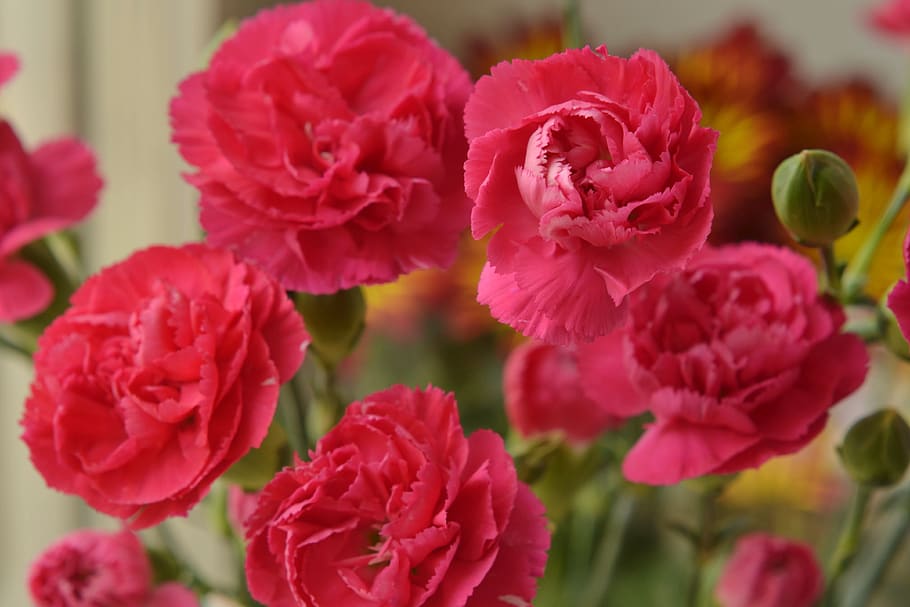 Carnation Dwarf