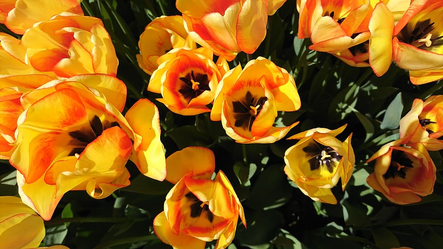 tulips, garden, flower, spring, nature, color, red, yellow HD wallpaper