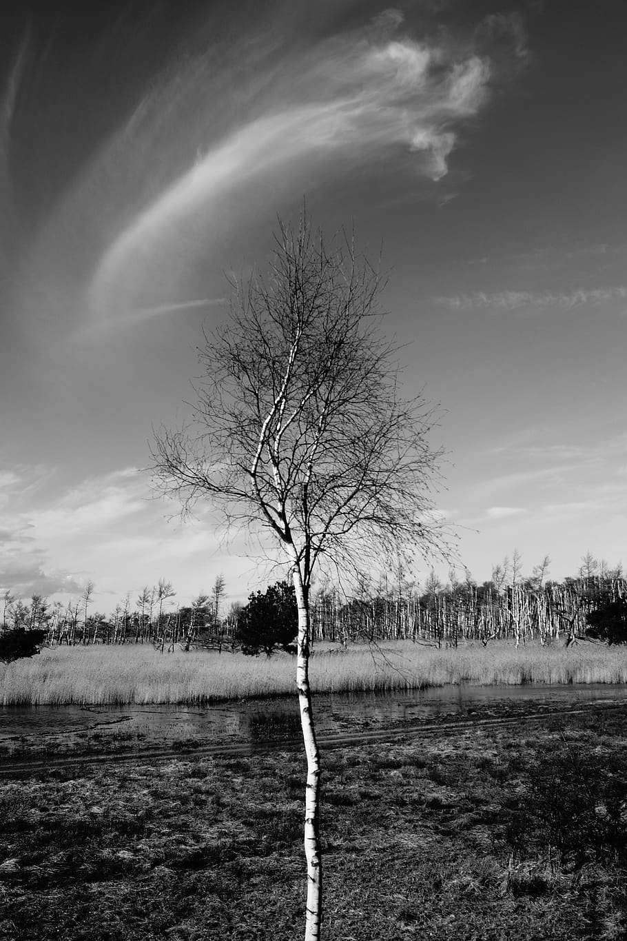 germany, rostock, rostocker heide, marsh, marshland, nature HD wallpaper