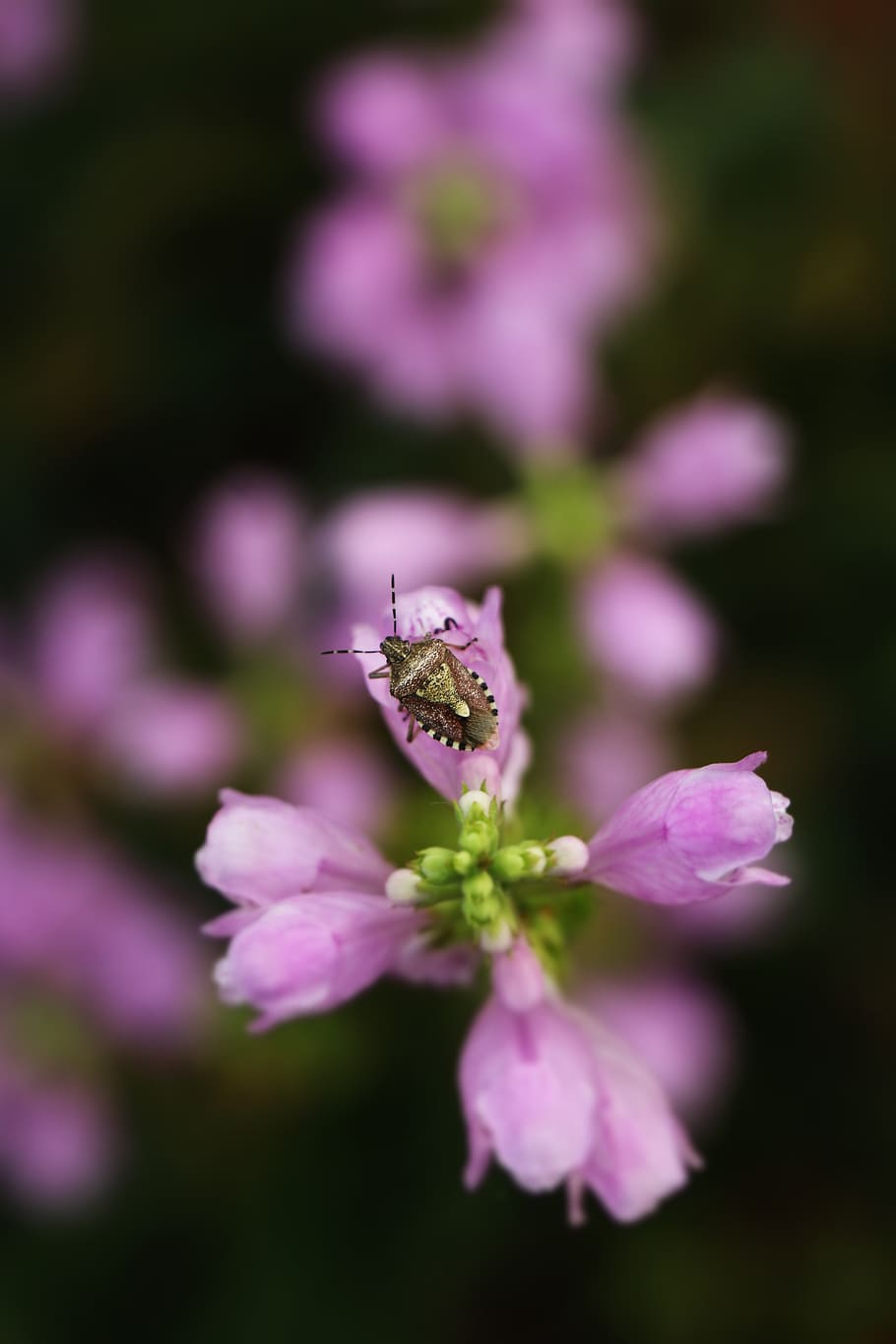 close-up, plant, insect, flower, flowering plant, fragility HD wallpaper