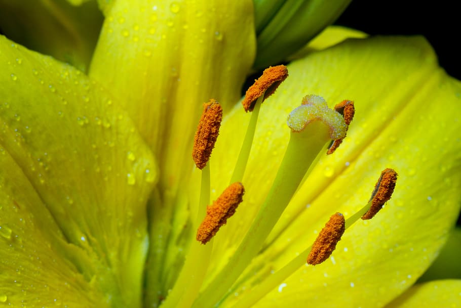 macro, yellow, flower, plant, green color, growth, close-up HD wallpaper
