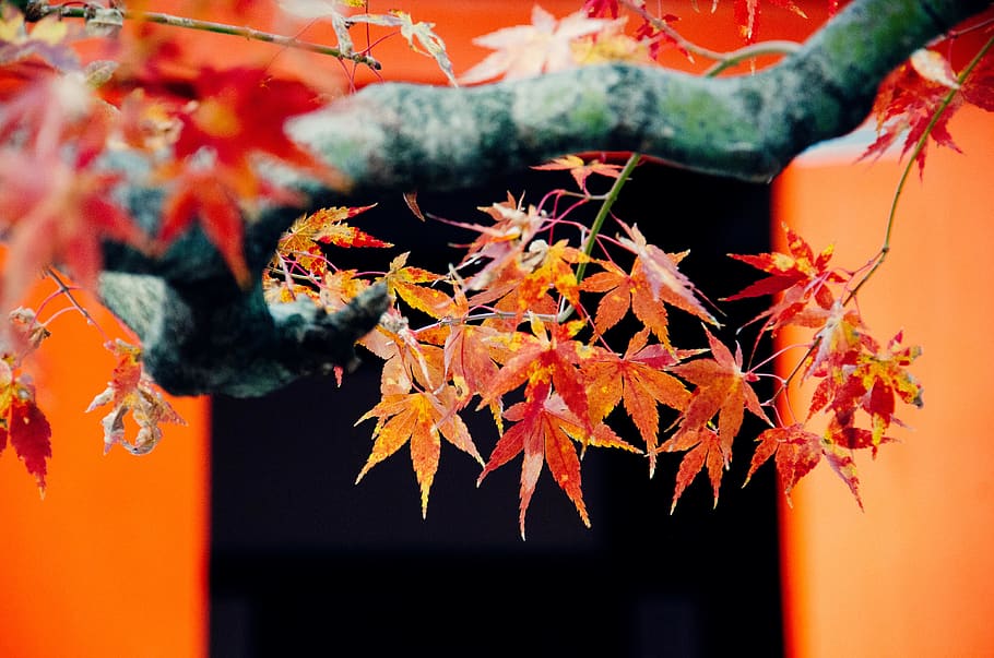 japan, kyoto, japanese maple leaves, fall, orange, yellow, fall foliage, HD wallpaper