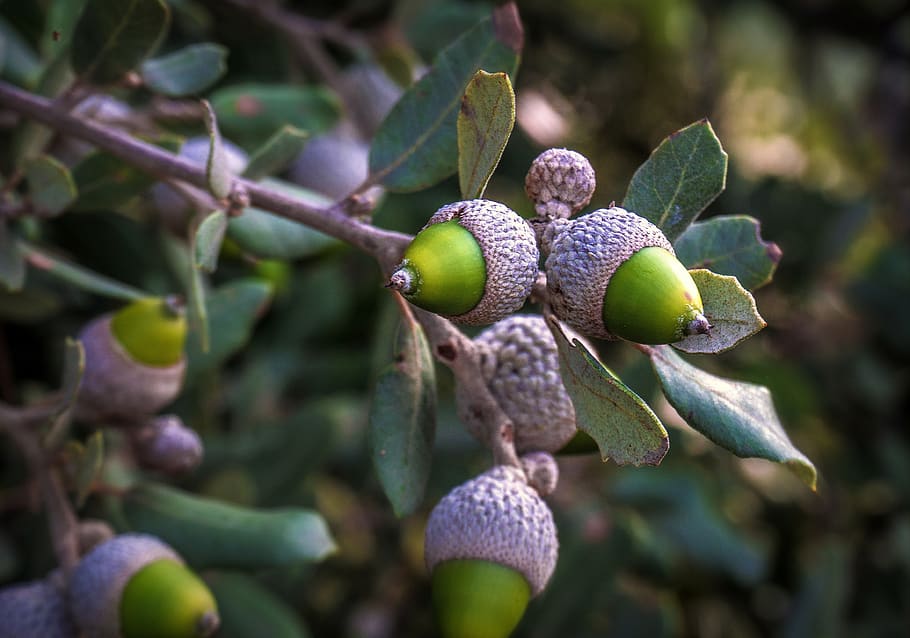 acorns, botany, nature, tree, oak, leaves, foliage, plant, autumn HD wallpaper