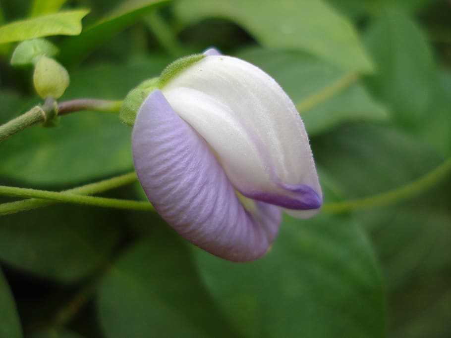 bud, flower, bloom, plant, green, flowering plant, fragility HD wallpaper