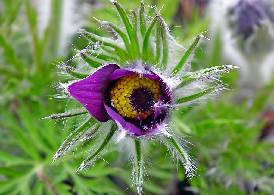 sasanka, flower, spring, blooming, garden, purple, macro, hairy HD wallpaper