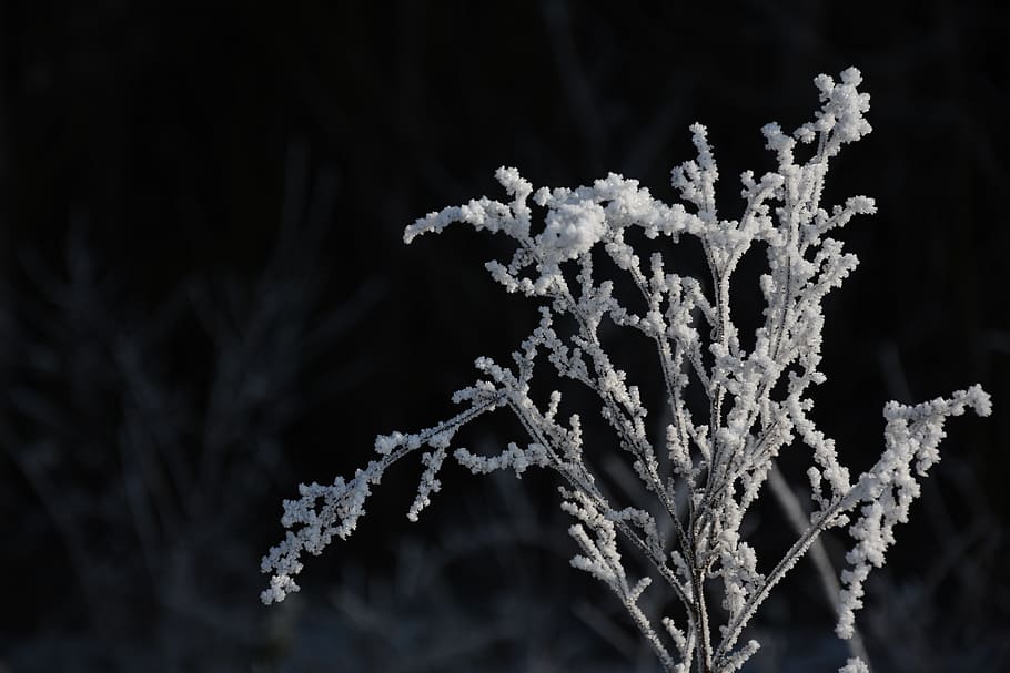 cold temperature, winter, snow, frozen, plant, nature, close-up HD wallpaper