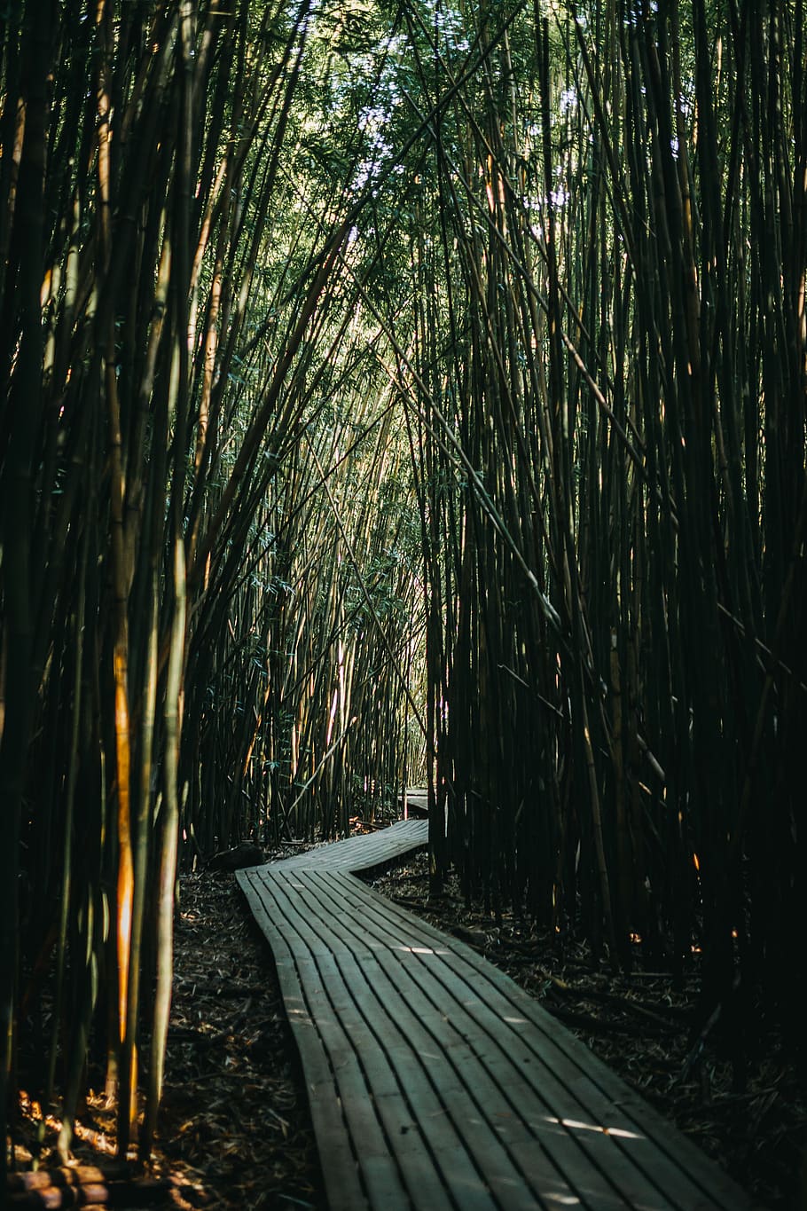 pathway in bamboo field, tree, plant, direction, footpath, nature HD wallpaper