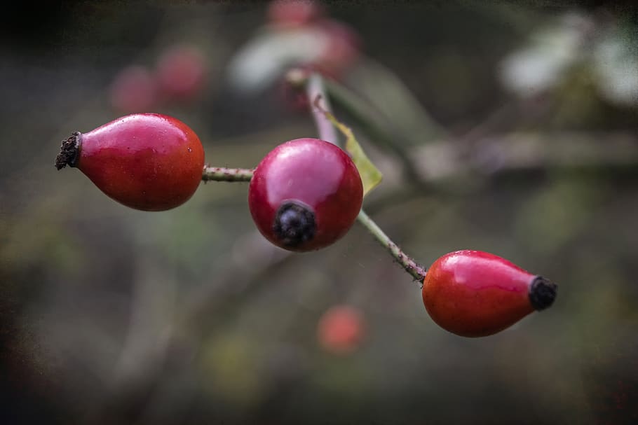 fruits, red, berries, food and drink, healthy eating, freshness HD wallpaper