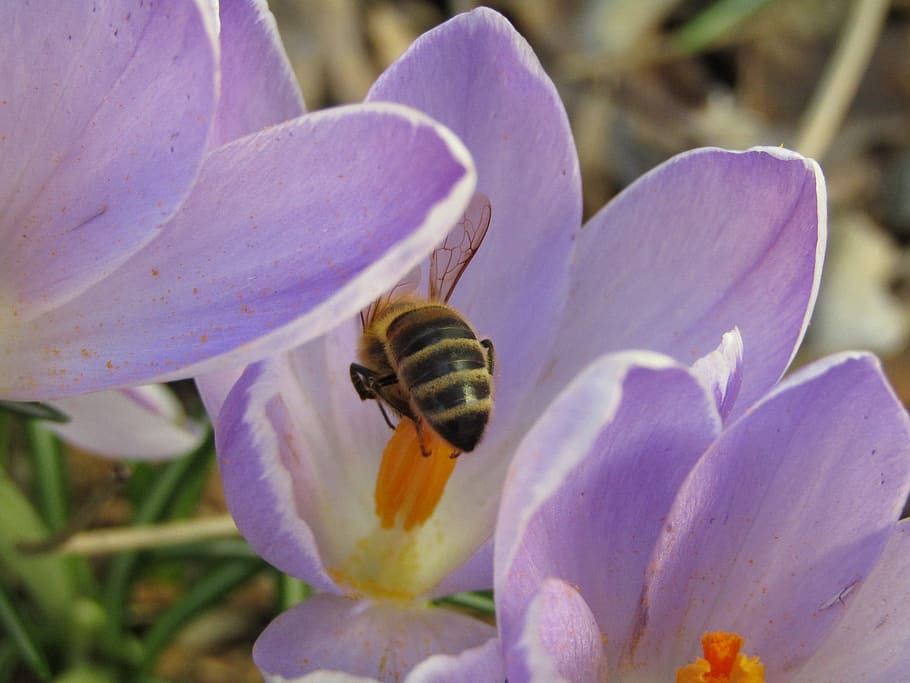 bee, pollens, spring, flowers, flowering plant, petal, beauty in nature HD wallpaper