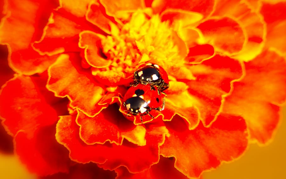 two ladybirds mating, flora, pollen, plant, flower, blossom, petal HD wallpaper