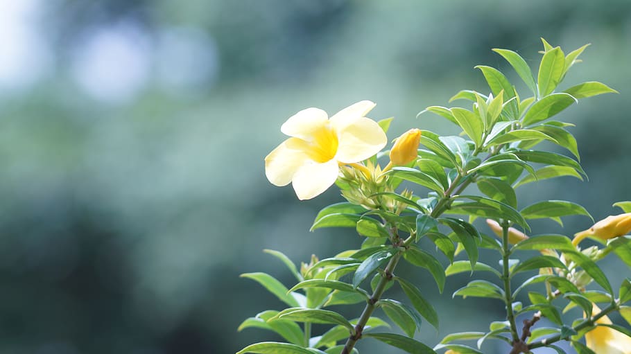india, thavanoor, tree, small, kerala, photo, outdoor, daylight HD wallpaper