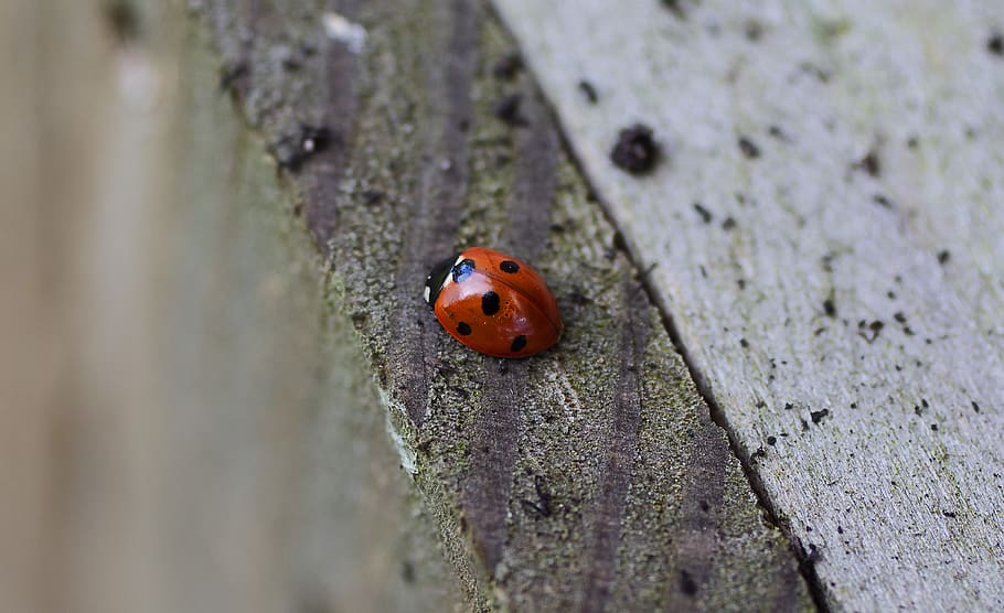 ladybug on brown surface, animal, fish, plant, photo, photography HD wallpaper