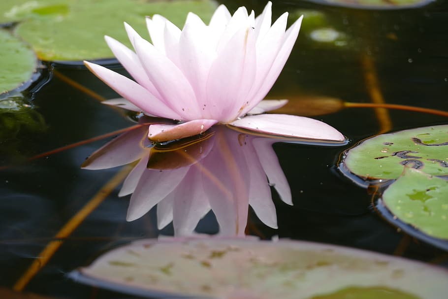 water lily, water reflection, flower, blossom, bloom, aquatic plant, HD wallpaper