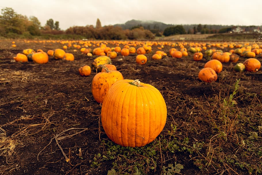cloudy, farm, field, mountain, patch, pumpkin, pumpkins, soil HD wallpaper