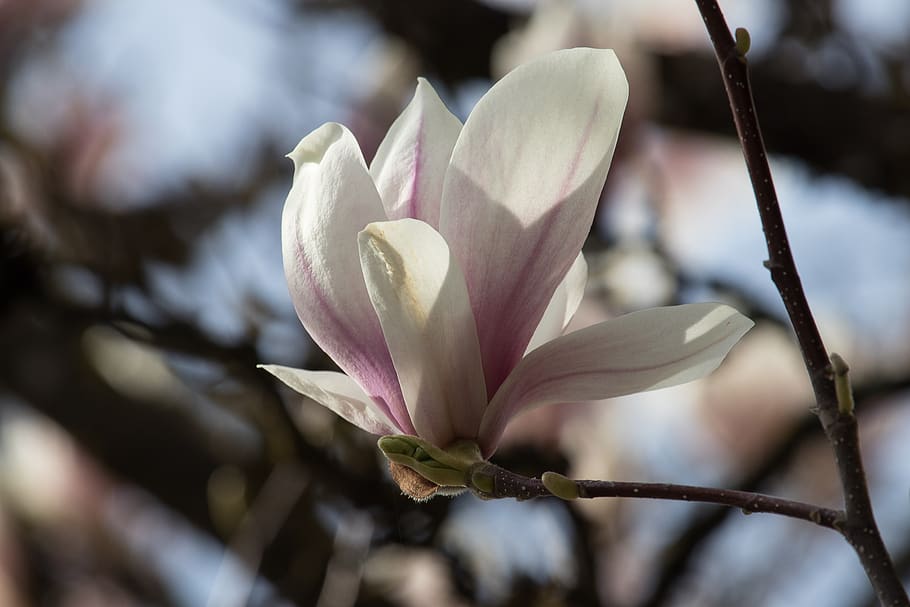 magnolia, tree, spring, pink, bloom, blossom, flora, magnolia blossom HD wallpaper