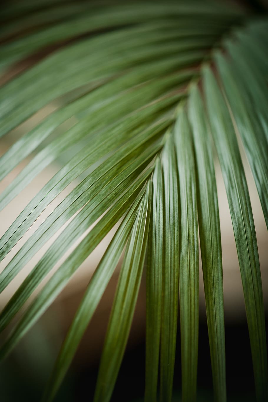 green-leafed plant, growth, palm tree, green color, palm leaf HD wallpaper
