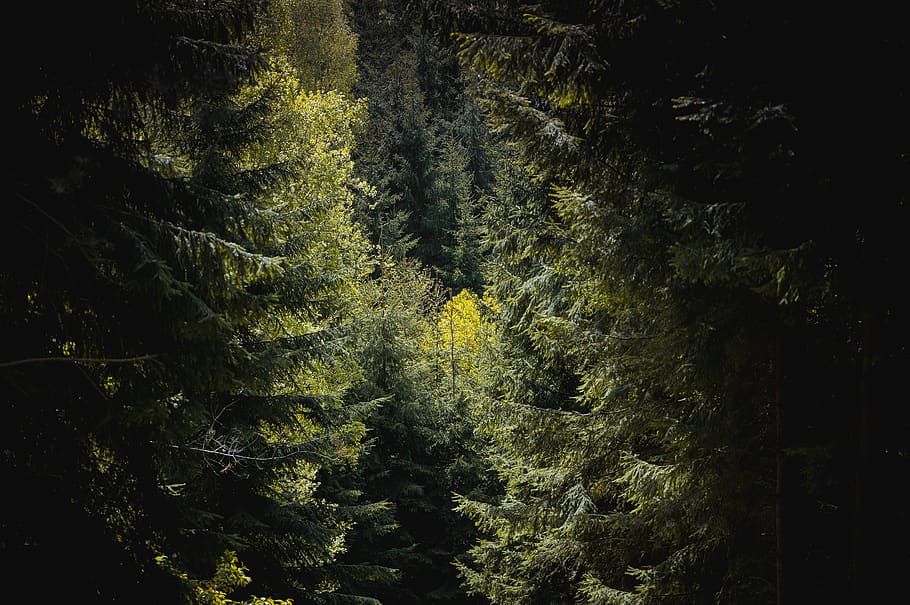 tree, plant, conifer, larch, czech republic, police nad metují HD wallpaper