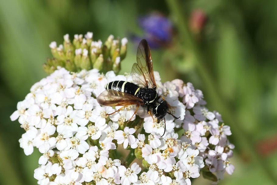 fly, grass, white, wings, striped, insect, macro, flower, flowering plant HD wallpaper